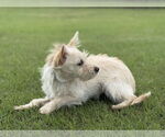 Small #2 Mutt
