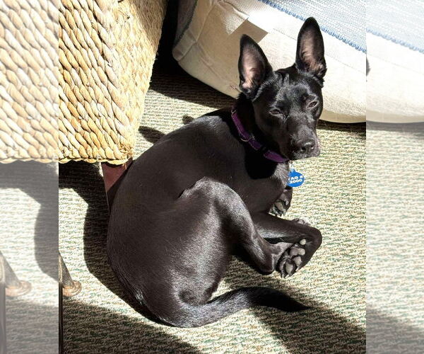 Medium Photo #18 Mutt Puppy For Sale in Boonton, NJ, USA