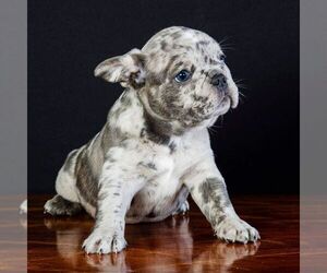 French Bulldog Dog for Adoption in SALEM, Oregon USA