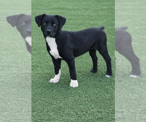 Medium Photo #1 Pointer-Unknown Mix Puppy For Sale in Pompano Beach , FL, USA