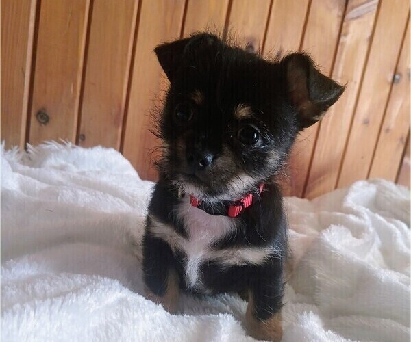 Medium Photo #1 Malchi Puppy For Sale in WOBURN, MA, USA