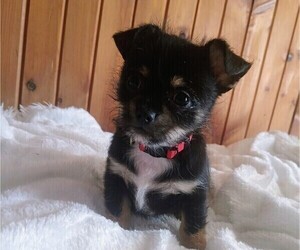 Malchi Puppy for sale in WOBURN, MA, USA