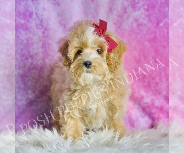 Medium Photo #50 Maltipoo (Miniature) Puppy For Sale in WARSAW, IN, USA