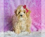 Small Photo #50 Maltipoo (Miniature) Puppy For Sale in WARSAW, IN, USA