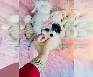 Poodle (Toy) Puppy for sale in TAMPA, FL, USA