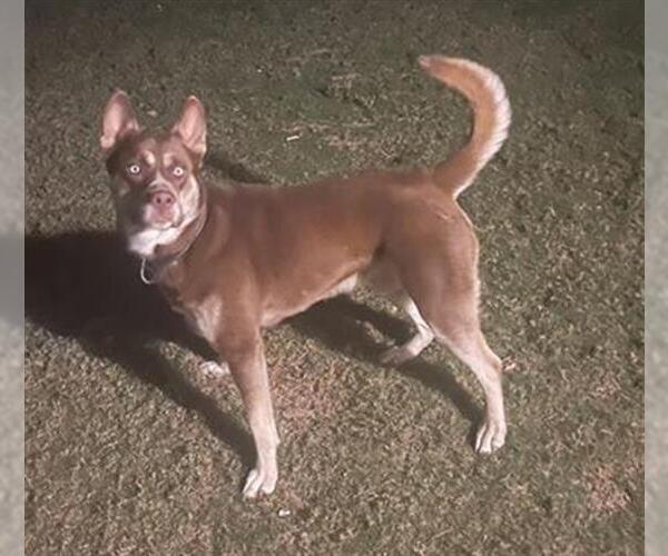 Medium Photo #1 - Mix Puppy For Sale in San Antonio, TX, USA