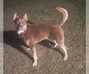 - Mix Dogs for adoption in San Antonio, TX, USA
