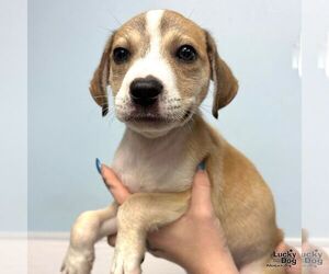 Medium Labrador Retriever-Retriever  Mix