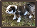 Small Photo #1 Bulldog Puppy For Sale in BELVILLE, NC, USA