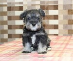 Small #2 Schnauzer (Miniature)