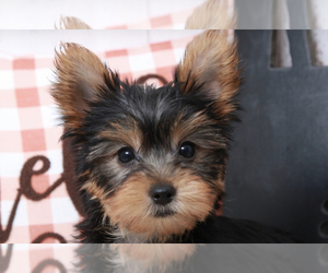 Yorkshire Terrier Puppy for sale in MARIETTA, GA, USA