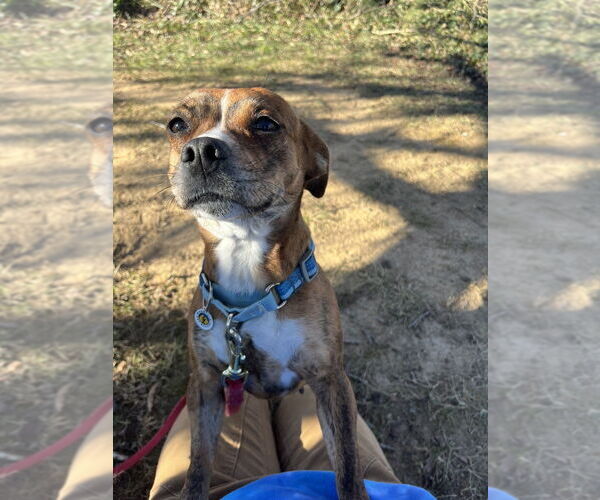 Medium Photo #1 Mutt Puppy For Sale in Candler, NC, USA