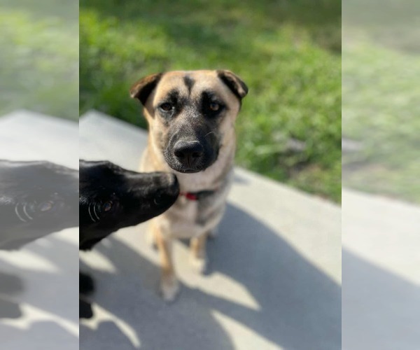 Medium Photo #2 Mutt Puppy For Sale in Visalia, CA, USA