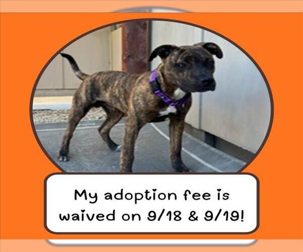 Medium Photo #1 Mutt Puppy For Sale in Santa Cruz, CA, USA