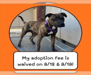 Mutt Dogs for adoption in Santa Cruz, CA, USA