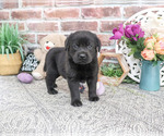 Small #2 Labrador Retriever