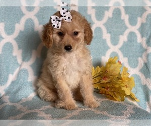 Goldendoodle-Poodle (Miniature) Mix Puppy for sale in CEDAR LANE, PA, USA