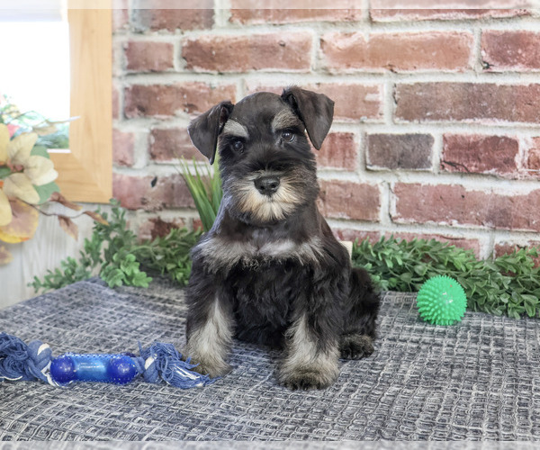 Medium Photo #4 Schnauzer (Miniature) Puppy For Sale in SYRACUSE, IN, USA