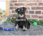 Small Photo #4 Schnauzer (Miniature) Puppy For Sale in SYRACUSE, IN, USA