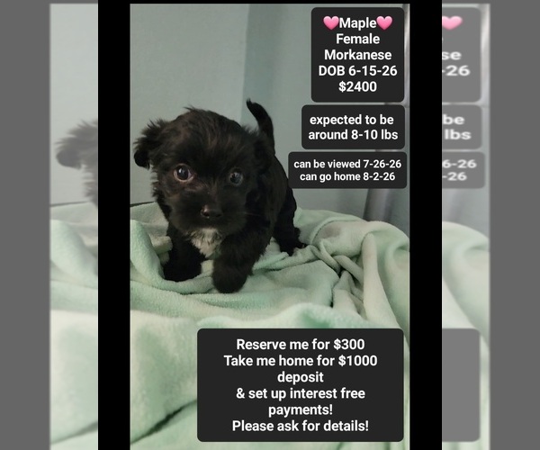 Medium Photo #1 Havanese-Morkie Mix Puppy For Sale in TUCSON, AZ, USA