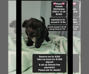 Havanese-Morkie Mix Puppy for sale in TUCSON, AZ, USA