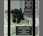 Image preview for Ad Listing. Nickname: Maple