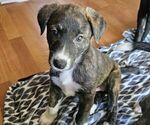 Puppy Brownie Border-Aussie-Unknown Mix