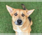 Small Photo #2 German Shepherd Dog-Unknown Mix Puppy For Sale in Tulsa, OK, USA