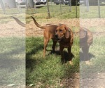 Small #14 Golden Retriever Mix