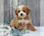 Small Photo #1 Goldendoodle (Miniature) Puppy For Sale in PARKESBURG, PA, USA