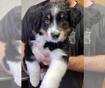 Puppy Cookie Australian Shepherd