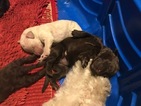 Small Photo #2 Double Doodle Puppy For Sale in TINGLEY, IA, USA