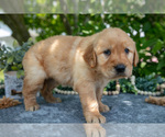 Small #4 Golden Retriever