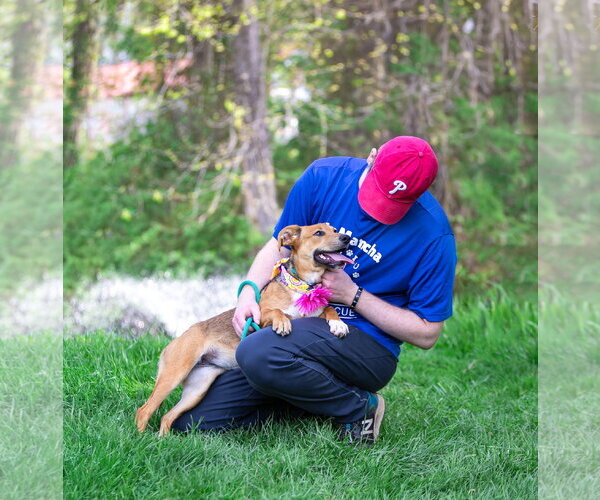 Medium Photo #19 Mutt Puppy For Sale in Unionville, PA, USA