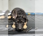 Puppy Aqua German Shepherd Dog