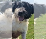 Small #4 Russell Terrier