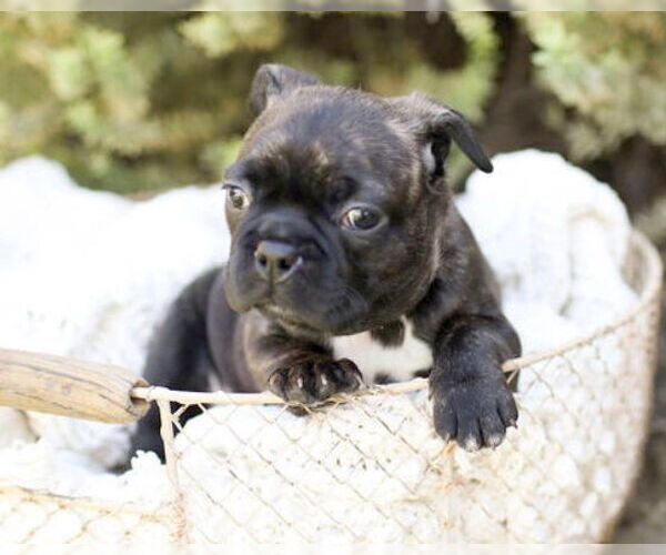 Medium Photo #4 Faux Frenchbo Bulldog Puppy For Sale in Corona, CA, USA