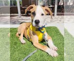 Small Photo #2 Bulldog-Labrador Retriever Mix Puppy For Sale in Royal Palm Beach, FL, USA