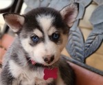 Puppy Xena Pomsky