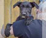 Small #4 Mutt