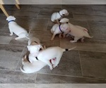 Small Photo #20 Dogo Argentino Puppy For Sale in RYAN, OK, USA
