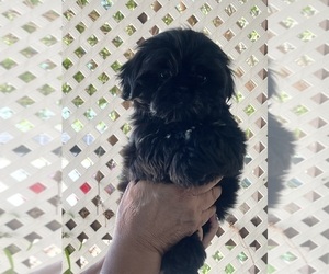 Shih Tzu Puppy for sale in SPG VALLEY LK, CA, USA