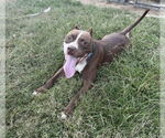 Small #1 American Pit Bull Terrier Mix