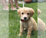 Small Golden Retriever-Plott Hound Mix