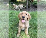 Small #1 Golden Retriever