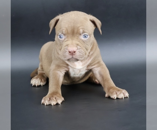 Medium Photo #1 American Bully Puppy For Sale in CHAMPAIGN, IL, USA