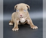 Image preview for Ad Listing. Nickname: ChocoBeast