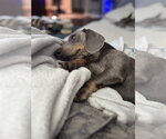 Small #3 Dachshund