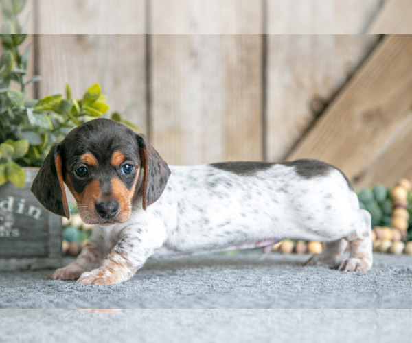 Medium Photo #2 Dachshund Puppy For Sale in GREENWICH, OH, USA