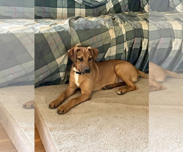 Medium Photo #16 Mutt Puppy For Sale in Germantown, OH, USA